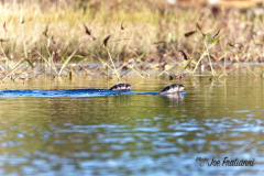River Otters