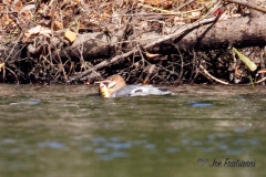 Merganser