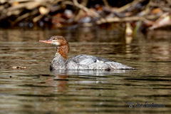 Merganser