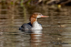 Merganser
