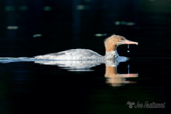 Merganser