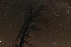 Stars