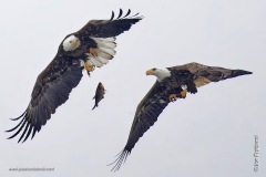 Balding Eagle giving flying lessons to a fish