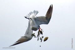 Caspian Tern loosing his lunch