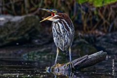 Green Heron saying aaaaaaaah