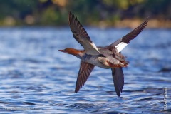 Common Merganser – quad-wing design