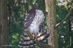 Headless Cooper’s hawk
