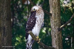 Cooper’s hawk looking at things differently