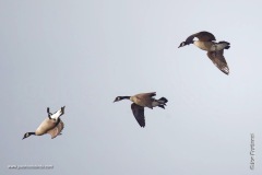 Canada goose spotting the landing