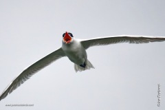 Caspian Tern flying with his mouth open.