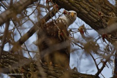 Bald Eagle playing Peek-a-boo
