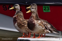 A chorus line, water-fowl edition