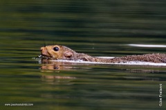 Squirrel training for the swim team