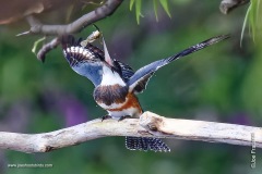 Belted Kingfisher playing with her food