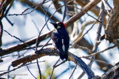 Acorn Woodpecker
