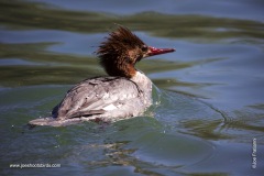 Common Merganser