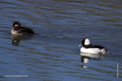 Bufflehead