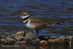 Killdeer (MD)