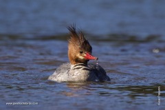 Common Merganser