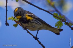Yellow-rumped Warbler