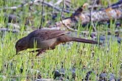 California Towhee