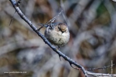 Bushtit