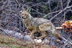 Coyote
