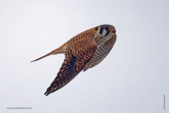 A Kestrel