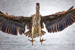Greta the Great-blue Heron