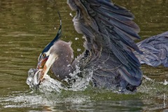 Diving catch