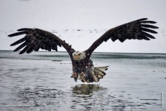 Diving in a blinding blizzard
