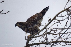 Eagle Pooping