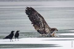 Ice Rescue