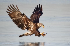 Juvenile