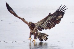Can't get the fish below the ice