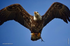 Adult with the catch