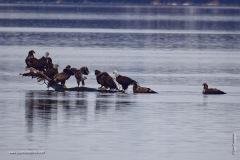 How Many Eagles fit on a log?