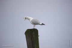 Screaming Gull