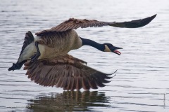 Honk Honk