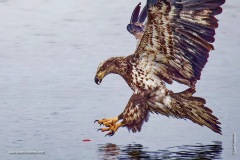 Juvenile