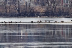 Eagles of Onondaga Lake