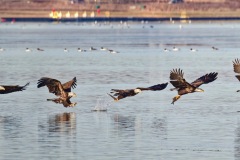 Eagle action