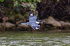 Belted Kingfisher Poop
