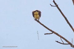 Osprey Poop