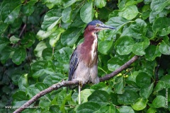 Green Heron Poop