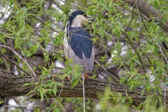 Black Crowned Night Heron Poop