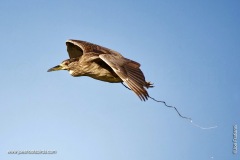 Black Crowned Night Heron Poop