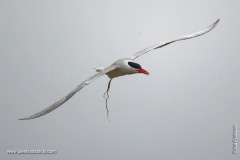 Tern Poop