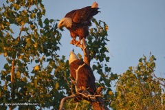 Eagle Poop