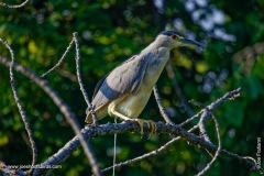 Black Crowned Night Heron